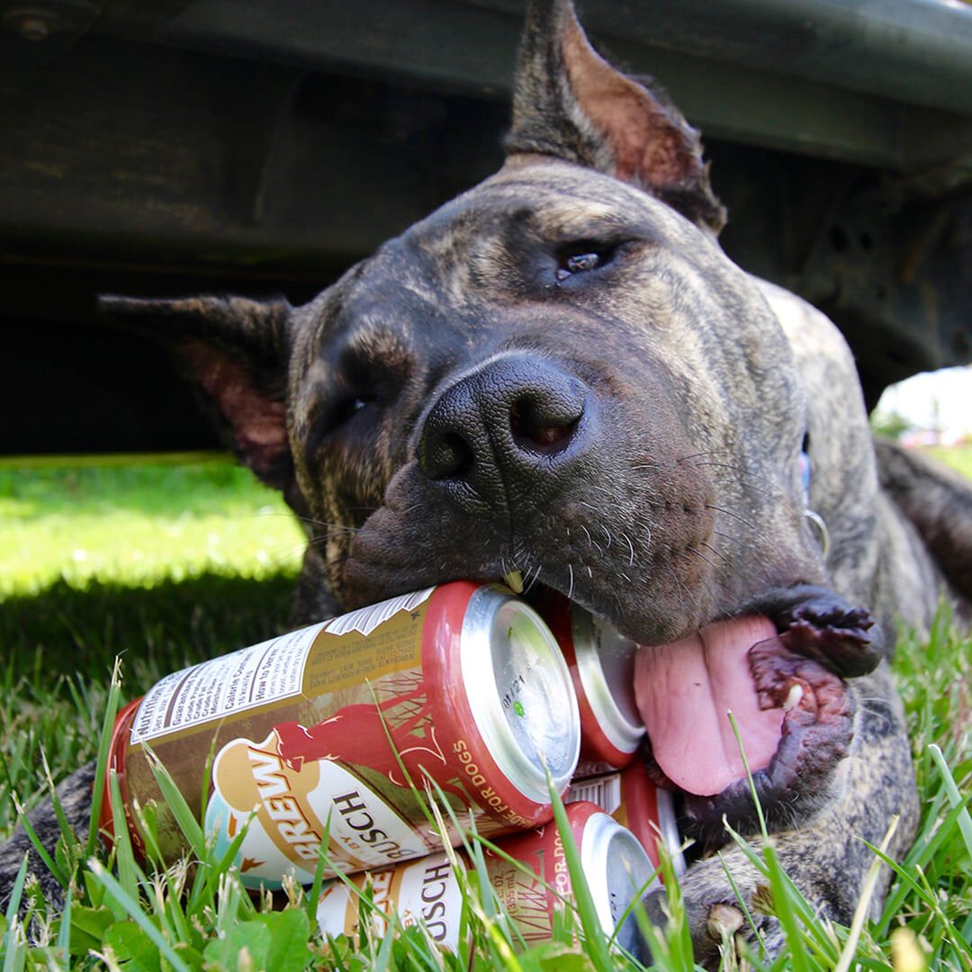 Ethan the Rescue Dog to 'Throw' First Pitch at Louisville Bats Game