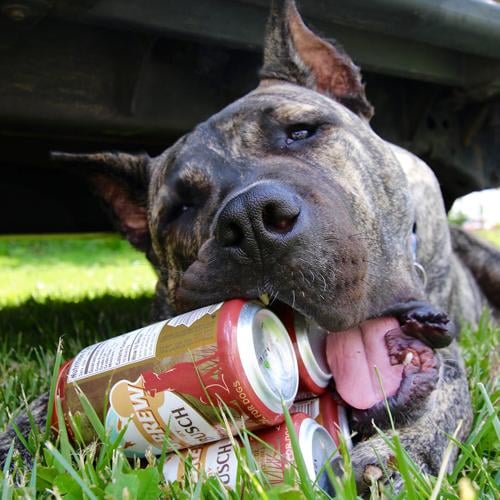 Ethan the rescue dog lands job with Busch beer