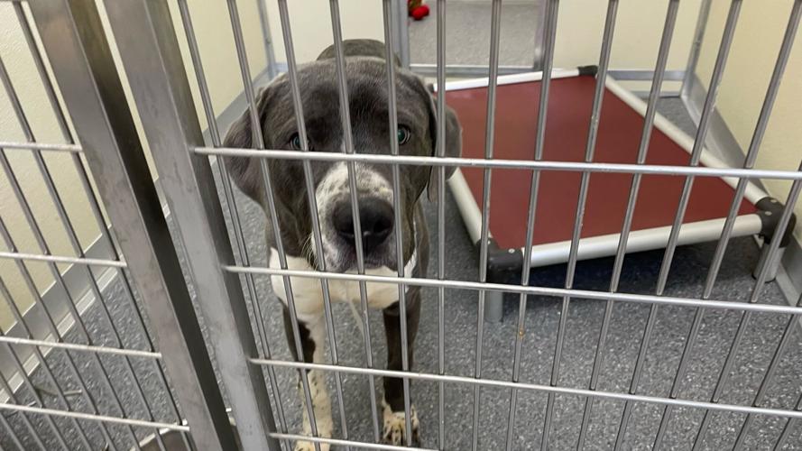 Dog inside Louisville Metro Animal Services