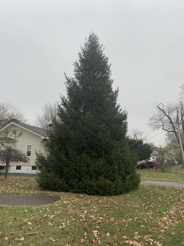 Kaelin family donates Christmas tree for Light Up Louisville event