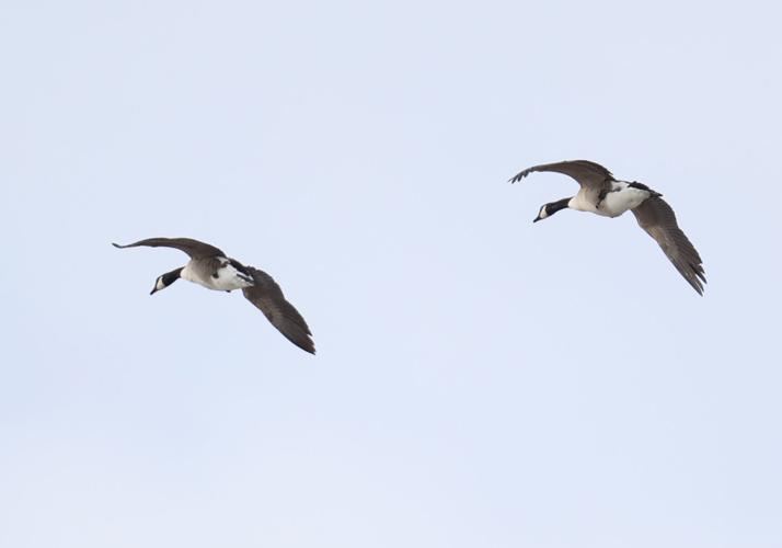 Geese fly in the sky.JPG