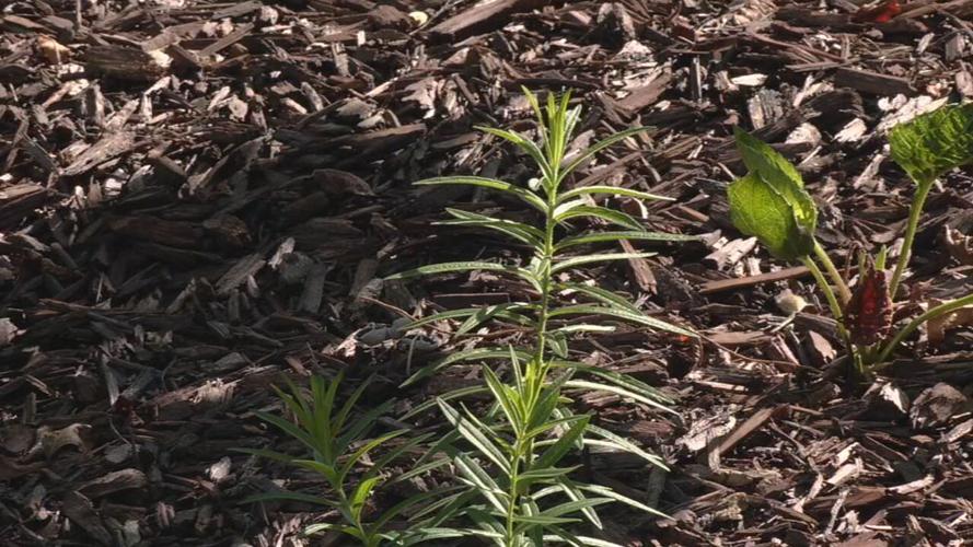 The WDRB 'Flutter Farm' habitat for monarch butterflies (as of July 21, 2023)