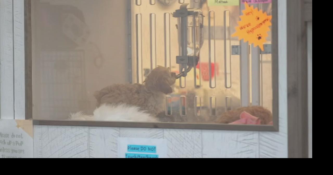 Clarksville tightens pet store rules as dog sold at Puppygram tests positivie for Parvo