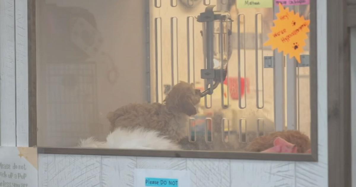 Clarksville tightens pet store rules as dog sold at Puppygram tests positivie for Parvo