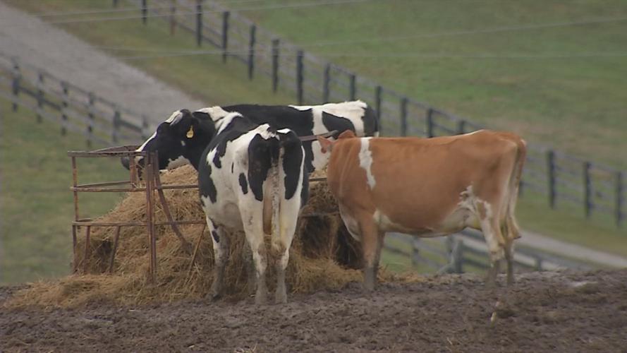 Cows.jpg