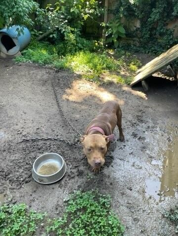 LMPD dog fighting ring bust 6-24-24