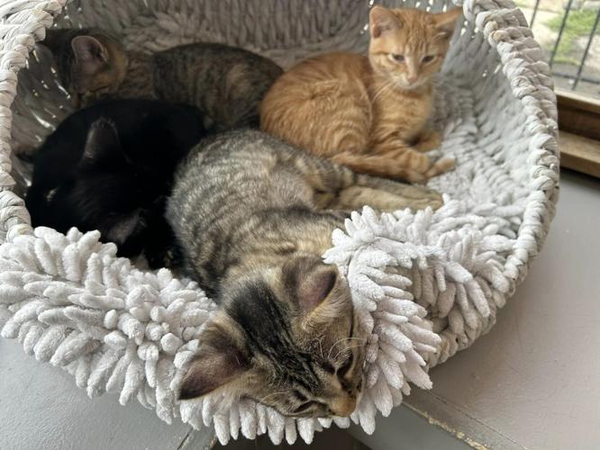PURRFECT CAT CAFE - 8-2-2024 3.jpg