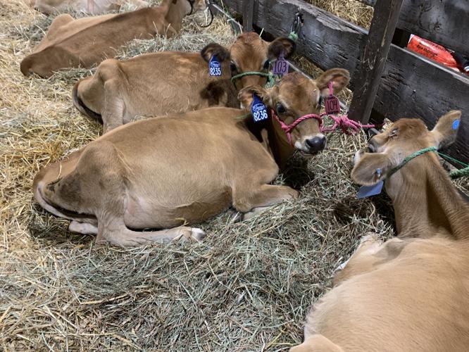 1st Day of Kentucky State Fair