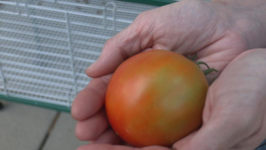 Local farms feeling impact from wildfire smoke (4).jpeg