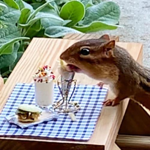 chipmunk meals 10-26-20 (2).jpg