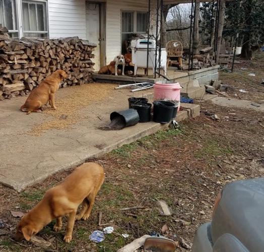Dogs abandoned in Albany, Kentucky