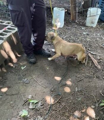 LMPD dog fighting ring bust 6-24-24