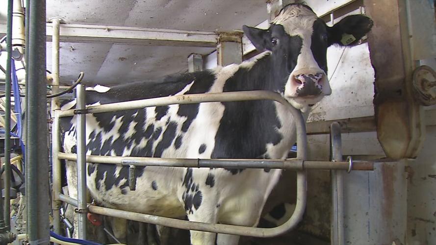 Cow being milked.jpg