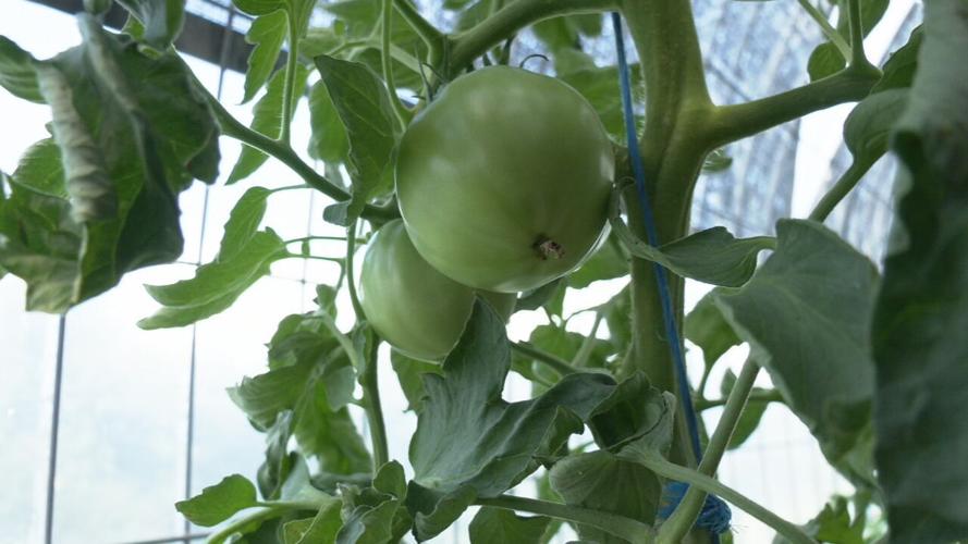 Local farms feeling impact from wildfire smoke (3).jpeg