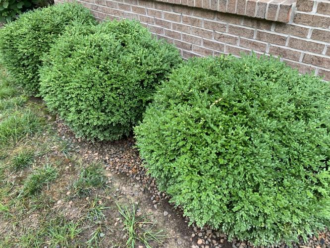 MOSQUITO ABATEMENT - KEITH KAISER - 6-25-19  (4).jpg