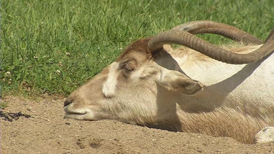 Addax 2