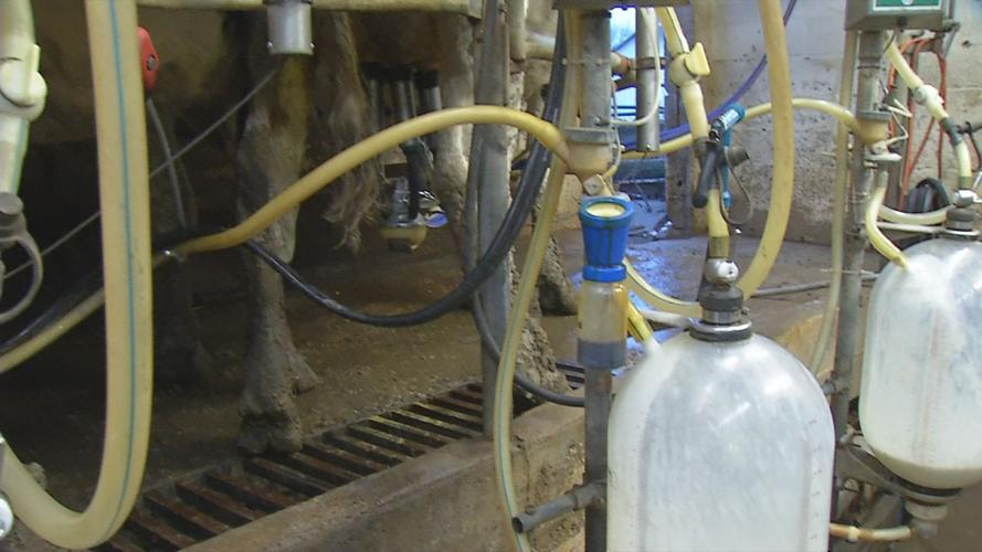 Dairy farm.jpg