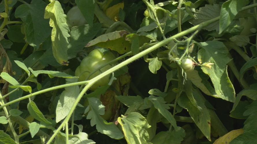 Local farms feeling impact from wildfire smoke (2).jpeg