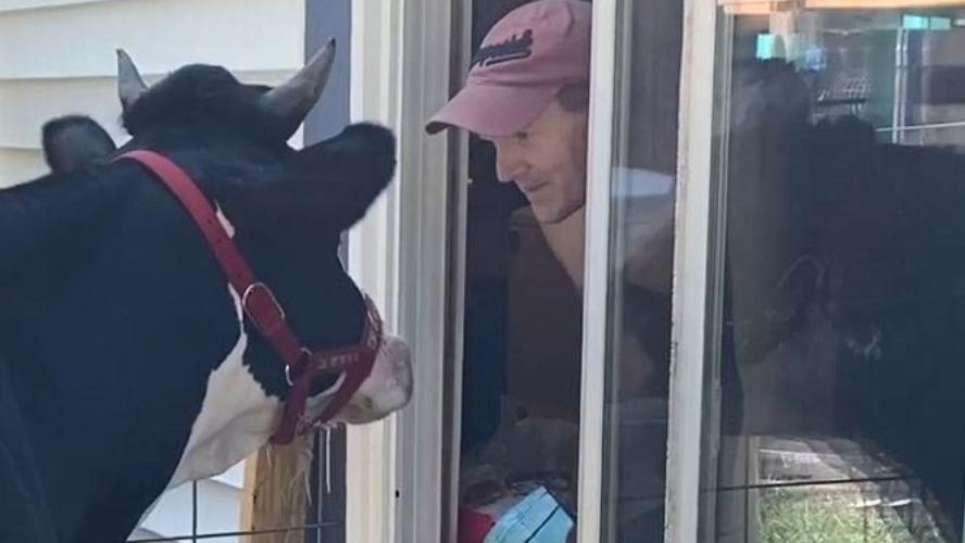 jenna the cow 8-3-20 fox news.jpg