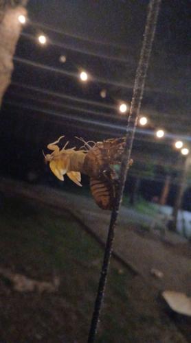 cicada1.jpg