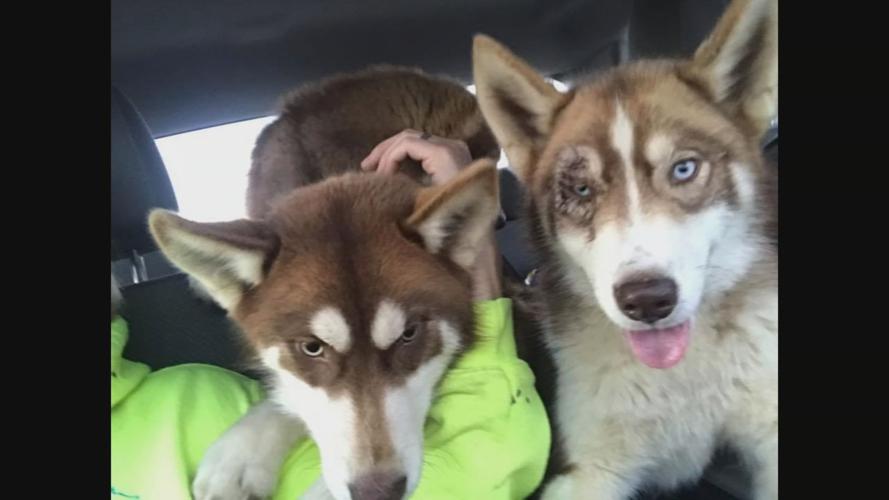 dogs found 12-24-19 (1).jpg