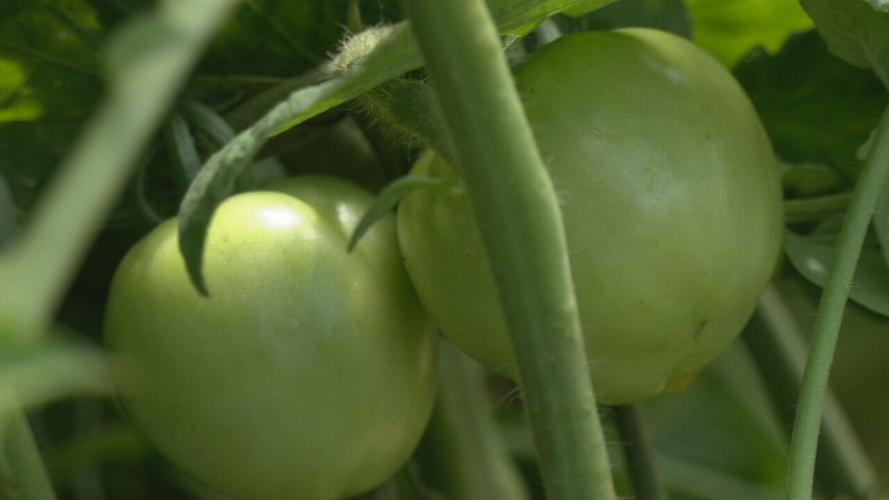 Local farms feeling impact from wildfire smoke (1).jpeg