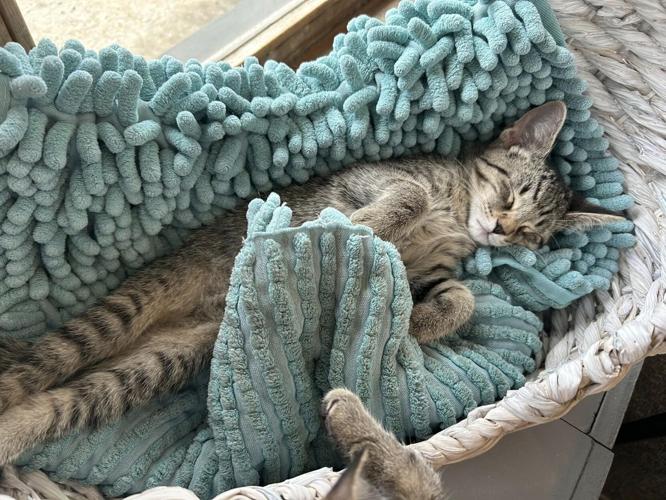 PURRFECT CAT CAFE - 8-2-2024 2.jpg