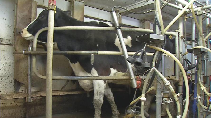 Cow at dairy farm.jpg