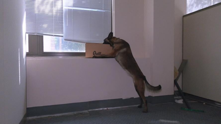 Officer Ellie K9 (3).jpeg