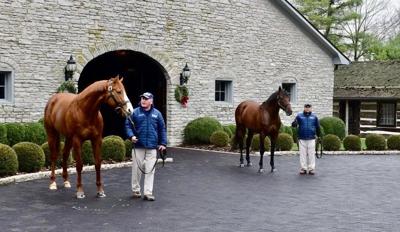 Justify and American Pharoah