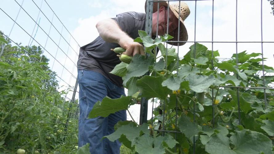 Local farms feeling impact from wildfire smoke.jpeg