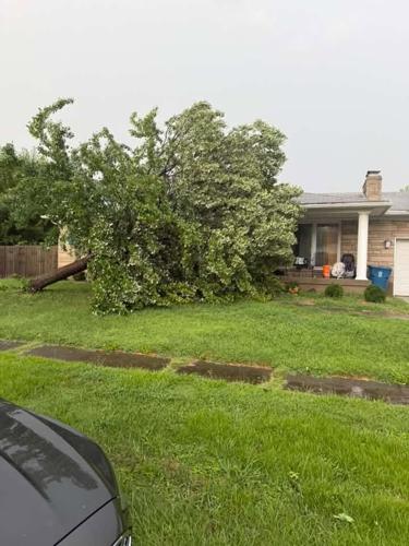 TREE ON HOME IN PRP REBECCA ANDERSON.jpg