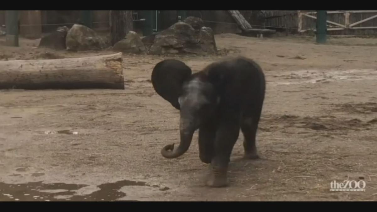 Louisville Zoo&#39;s baby elephant now up to 545 pounds | News | 0