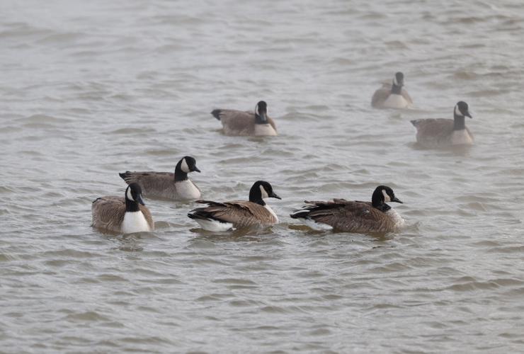 Geese relax in Ohio River.JPG