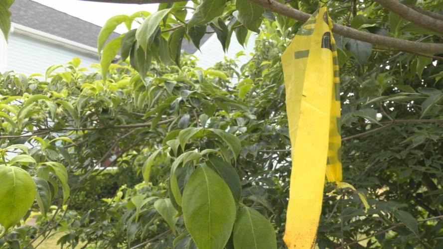 VINE GROVE MURDER SUICIDE