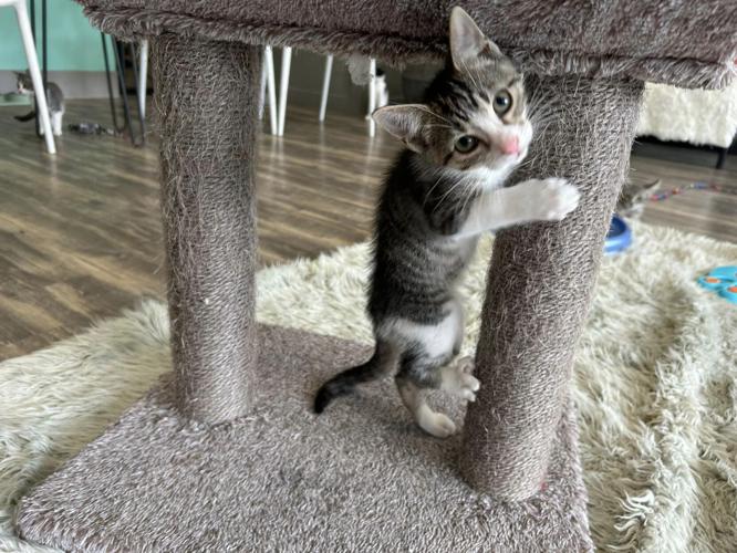 PURRFECT CAT CAFE - 8-2-2024 1.jpg