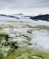Green Snow in Antarctica Points to Changing Climate