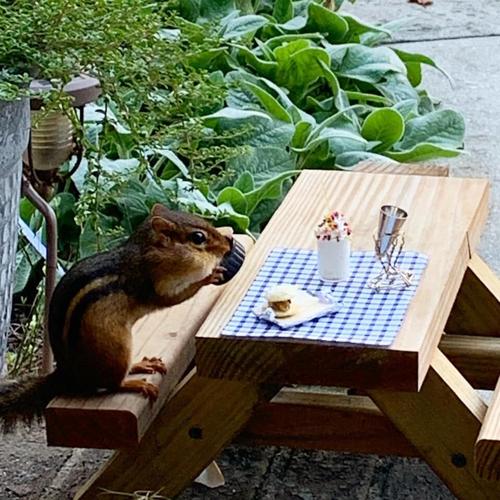 Chipmunk meals 10-26-20 (3).jpg
