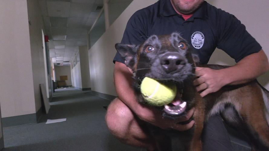 Officer Ellie K9.png