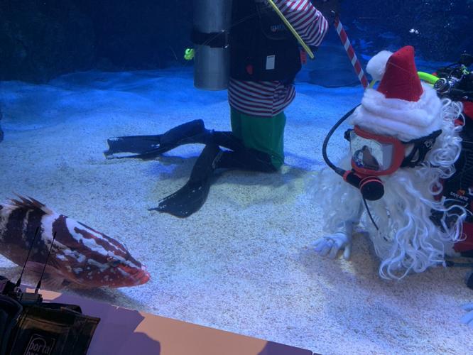 SCUBA SANTA - NEWPORT AQUARIUM - KK - 12-17-2020  (6).JPG
