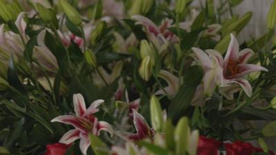 Lilies