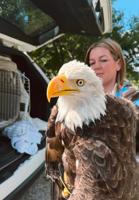 Bald eagle hit by vehicle in Washington County dies despite rescue efforts