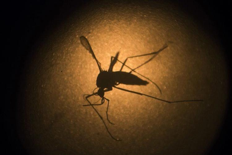 MOSQUITO - AP FILE.jpeg