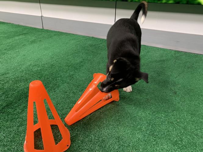 WDRB BARK BOWL 2023   (26).jpg