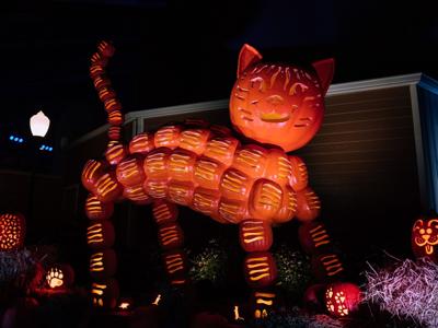 Pumpkins cat at Kentucky Kingdom