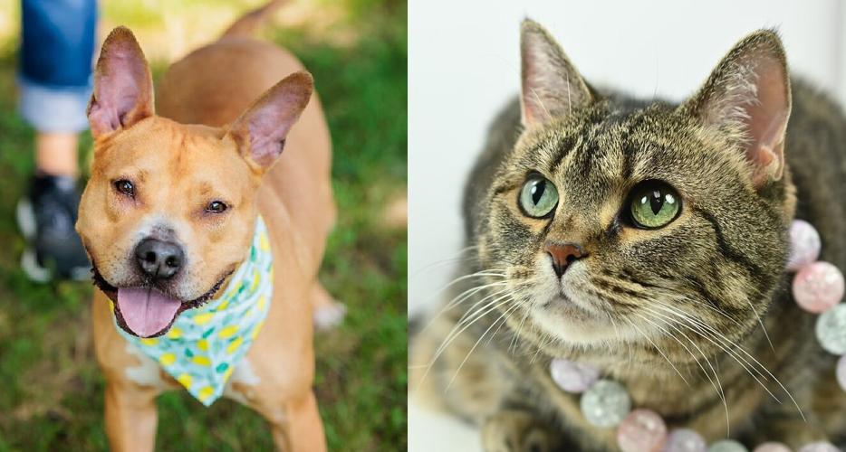 EMPTY THE SHELTER - KENTUCKY HUMANE SOCIETY - 7-21-2023.jpg