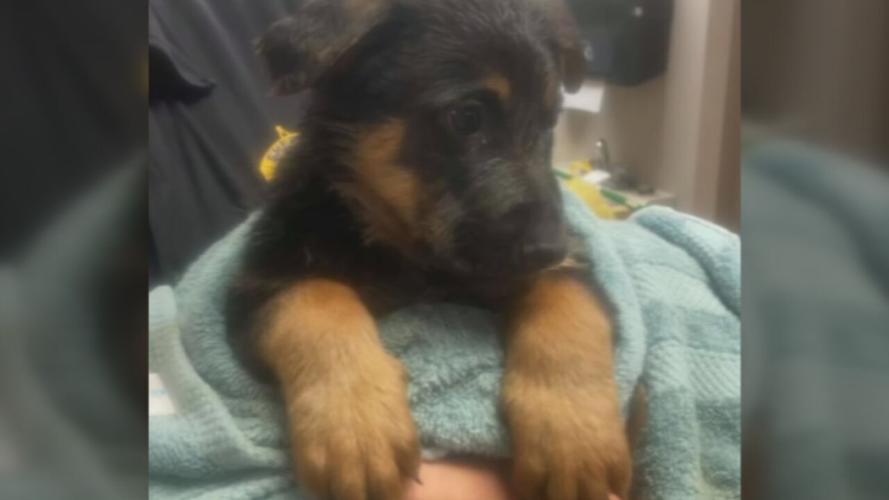 German Shepherd puppy Deputy-Nelson County.jpeg