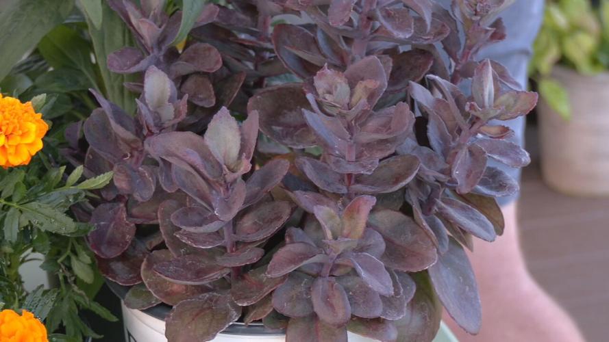 Sedum