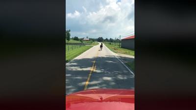 VIDEO | Horse refuses to 'pull over' for Campbellsville firefighters