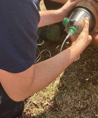 FERN CREEK FIRE 2.jpg